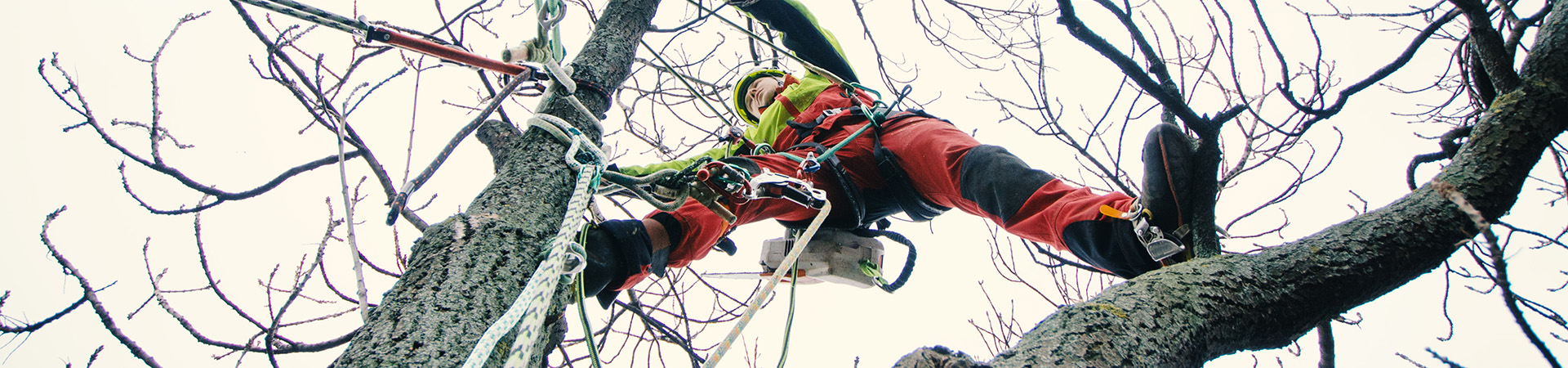 arborist i en trädkrona, han förberäder en kronstabilisering eller en fällning av stam.