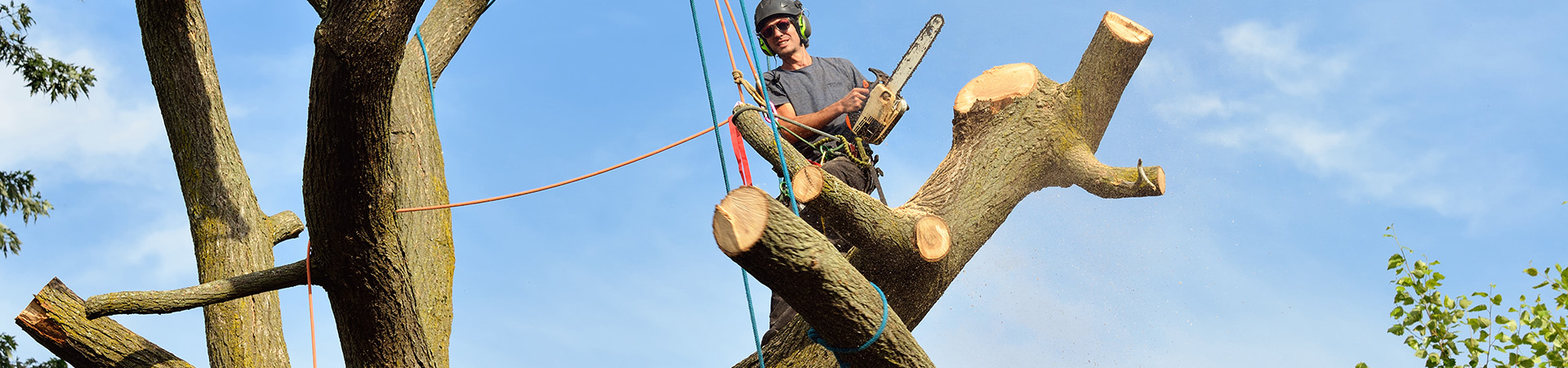 en arborist med säkerhetslinor och motorsåg i ett träd, fira ner grenar med linor