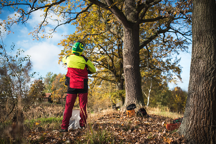 en arborist med hjälm och har kastat upp sina klätterlinor i ett träd.